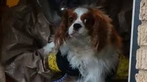 This dog is so cute. Even with the Hazmat hands in the photo.