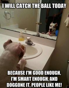 Dog in mirror
